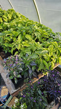 Load image into Gallery viewer, 2x Large, Chilli Plants In 12cm Pots!!! 2 for the price of 1!!! Picked by us!!! Special Summer Offer!!! Ready Now!!!
