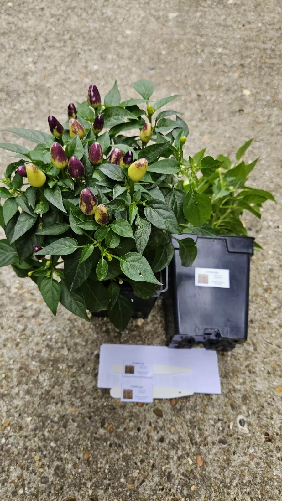 2x Large Bolivian Rainbow Chilli Plants In 12cm Pots!!! Pre-Order!!!