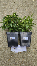 Load image into Gallery viewer, 2x Large Bolivian Rainbow Chilli Plants In 12cm Pots!!! Pre-Order!!!

