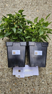 2x Large Bolivian Rainbow Chilli Plants In 12cm Pots!!! Pre-Order!!!