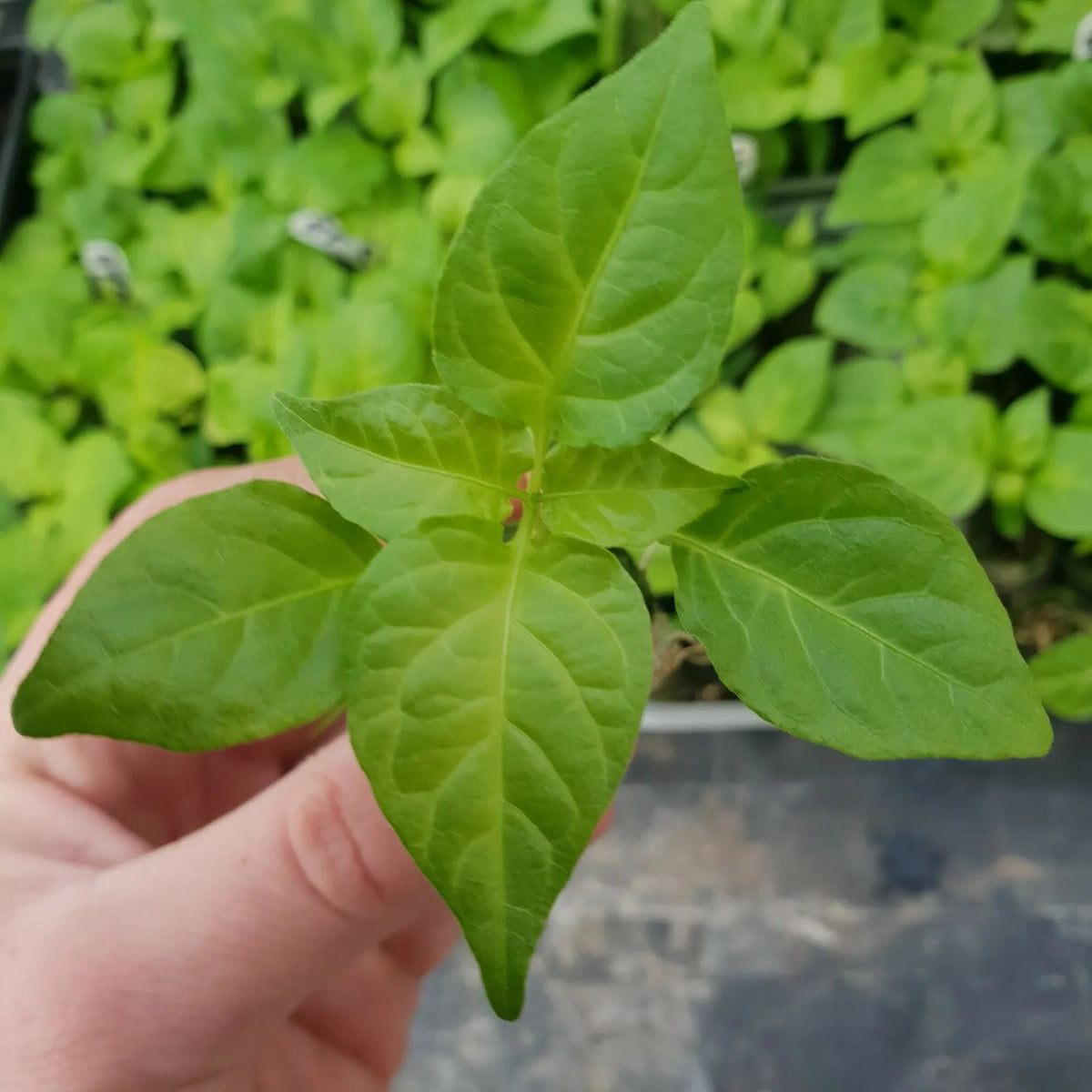 6x Superhot Chilli Plug Plants From Chillikings!!! Ghost Batch!!! 2025
