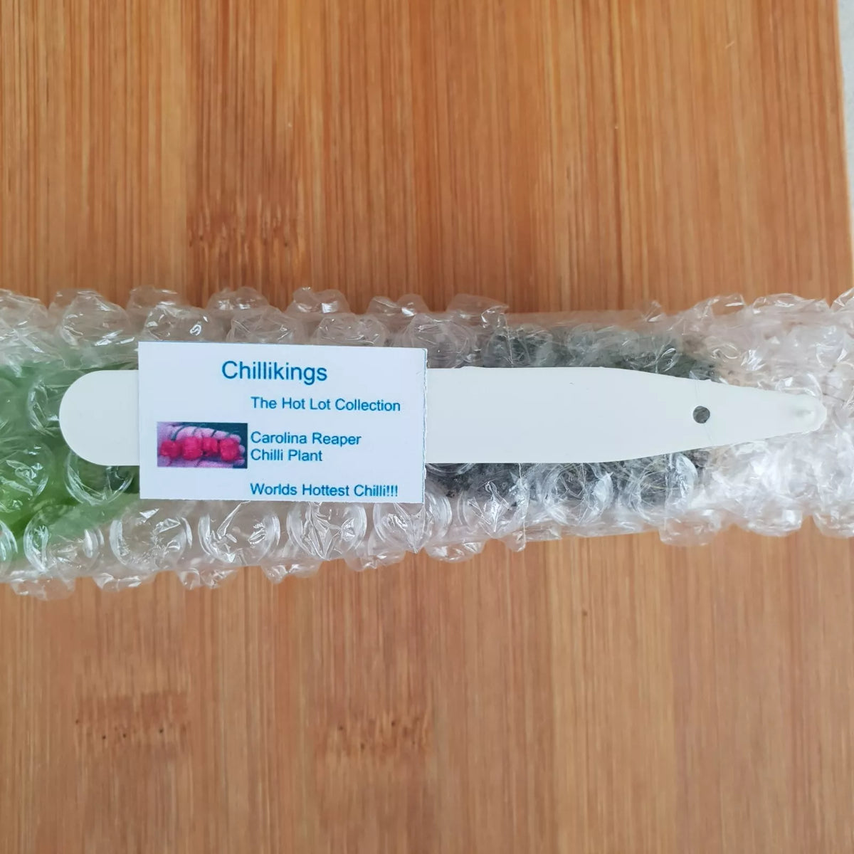 6x Carolina Reaper Chilli Plug Plants!!! Chillikings!!! World's Hottes
