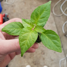 Load image into Gallery viewer, Superhot, Chilli Plug Plants!!! 2025!!! Pick Your Own!!! Ready Now!!!
