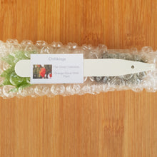 Load image into Gallery viewer, Superhot, Chilli Plug Plants!!! 2025!!! Pick Your Own!!! Ready Now!!!
