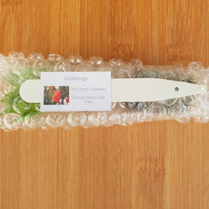 Superhot, Chilli Plug Plants!!! 2025!!! Pick Your Own!!! Ready Now!!!