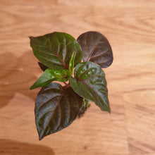Load image into Gallery viewer, Superhot, Chilli Plug Plants!!! 2025!!! Pick Your Own!!! Ready Now!!!
