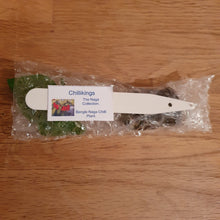 Load image into Gallery viewer, Superhot, Chilli Plug Plants!!! 2025!!! Pick Your Own!!! Ready Now!!!
