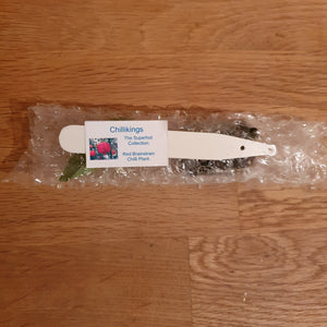 Superhot, Chilli Plug Plants!!! 2025!!! Pick Your Own!!! Ready Now!!!