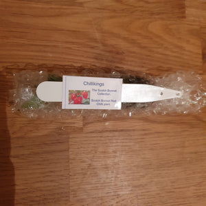 Superhot, Chilli Plug Plants!!! 2025!!! Pick Your Own!!! Ready Now!!!
