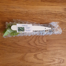 Load image into Gallery viewer, Superhot, Chilli Plug Plants!!! 2025!!! Pick Your Own!!! Ready Now!!!
